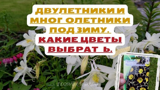 Двулетники и многолетники под зиму. Какие цветы выбрать.