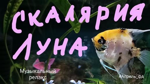 Музыкальный релакс 