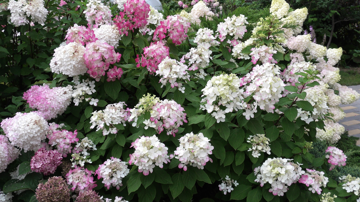 Метельчатые гортензии