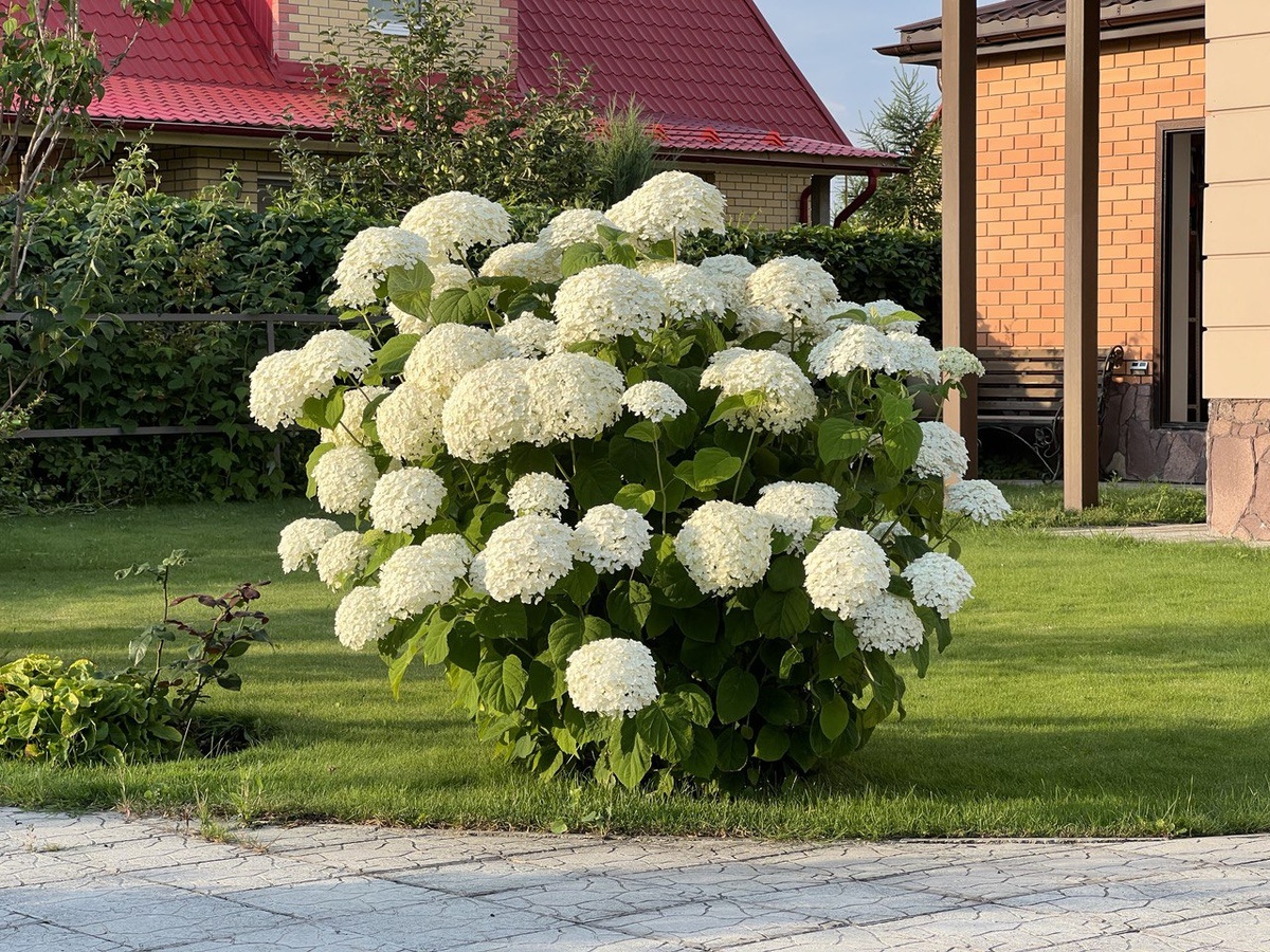 Древовидная гортензия в начале цветения