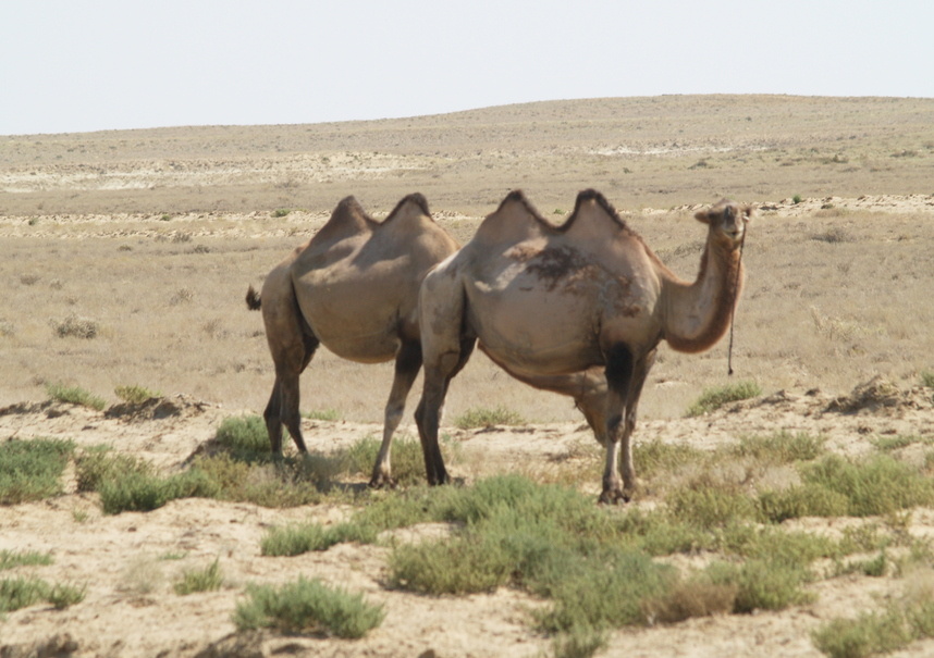 Фото: Царьград/Ростов-на-Дону