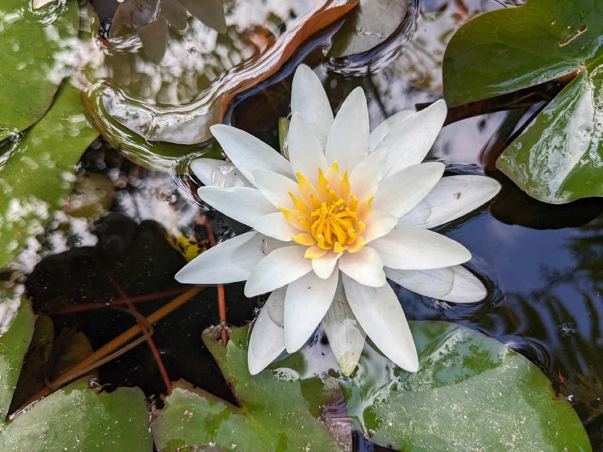 Нимфея Pygmaea Alba