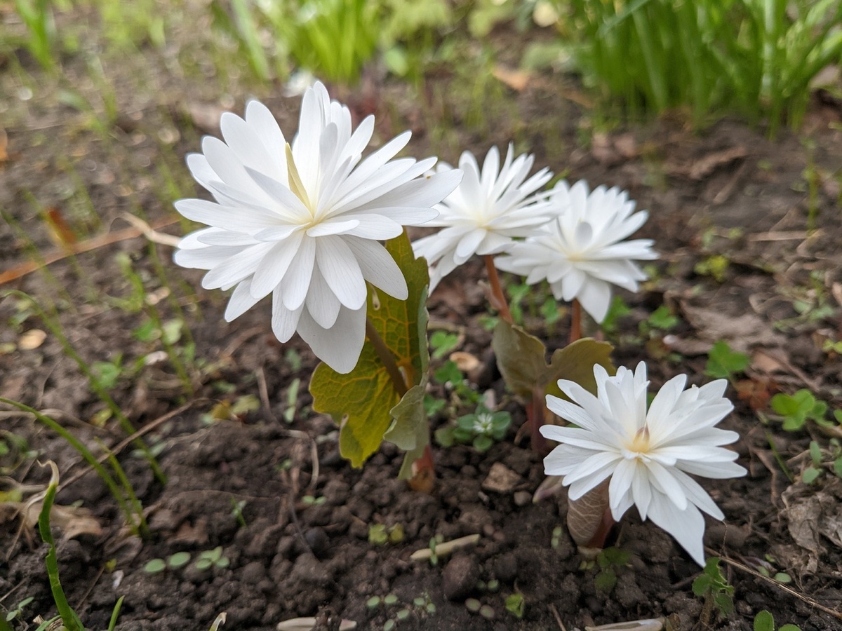 Сангвинария канадская махровая