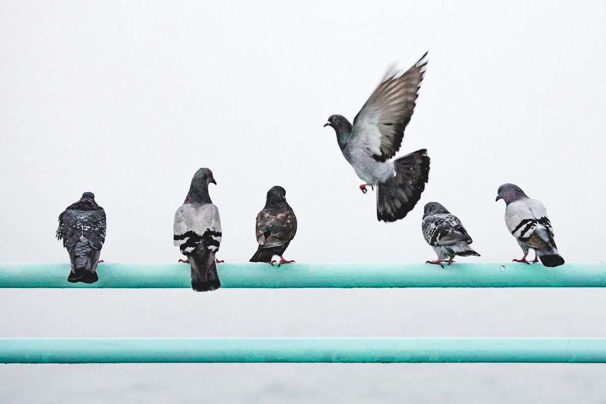 https://unsplash.com/s/photos/pigeons-i
