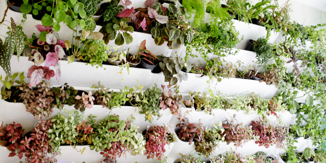 Демонтирую фитостену. Монтирую фитостену. Мои разочарования и любовь