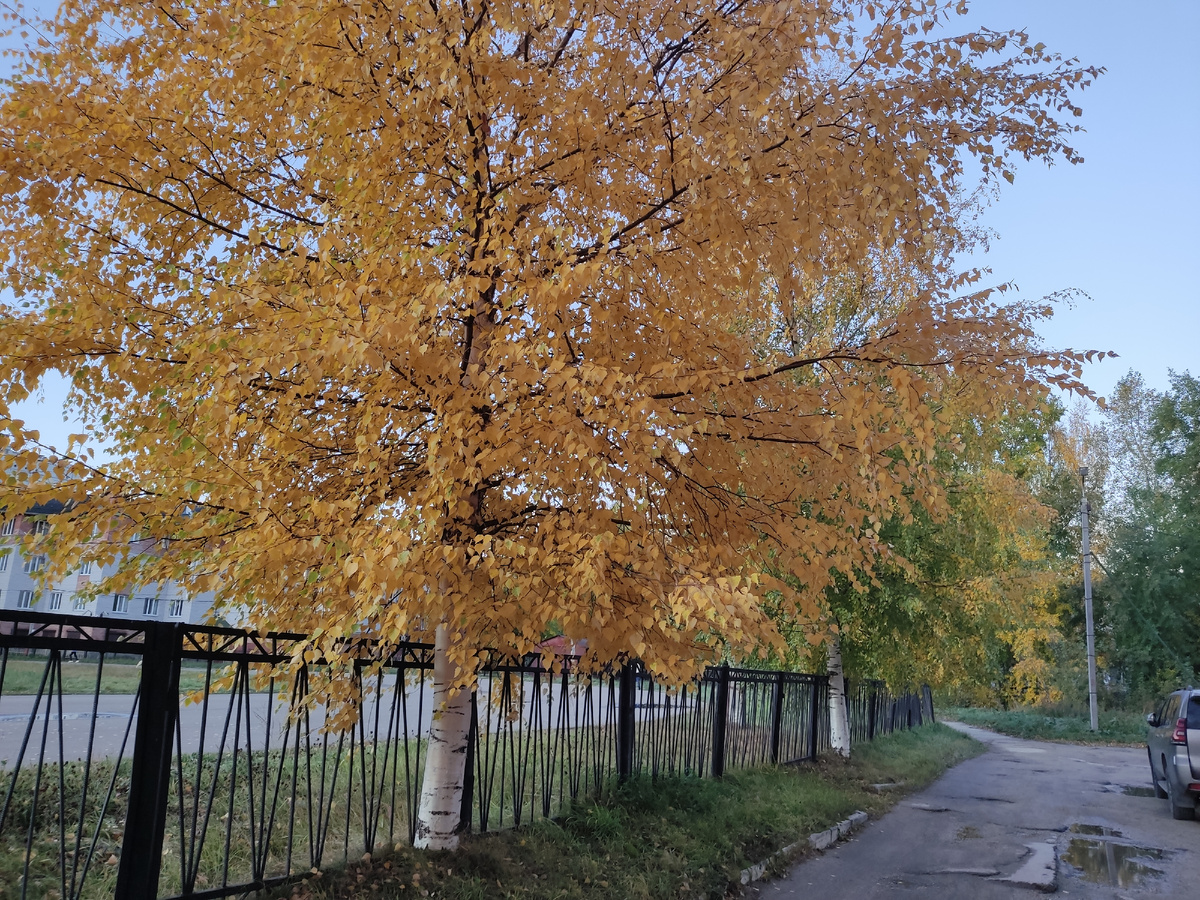 На утренней прогулке с собакой. 