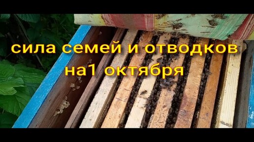 СИЛА СЕМЕЙ И ОТВОДКОВ НА 1 ОКТЯБРЯ