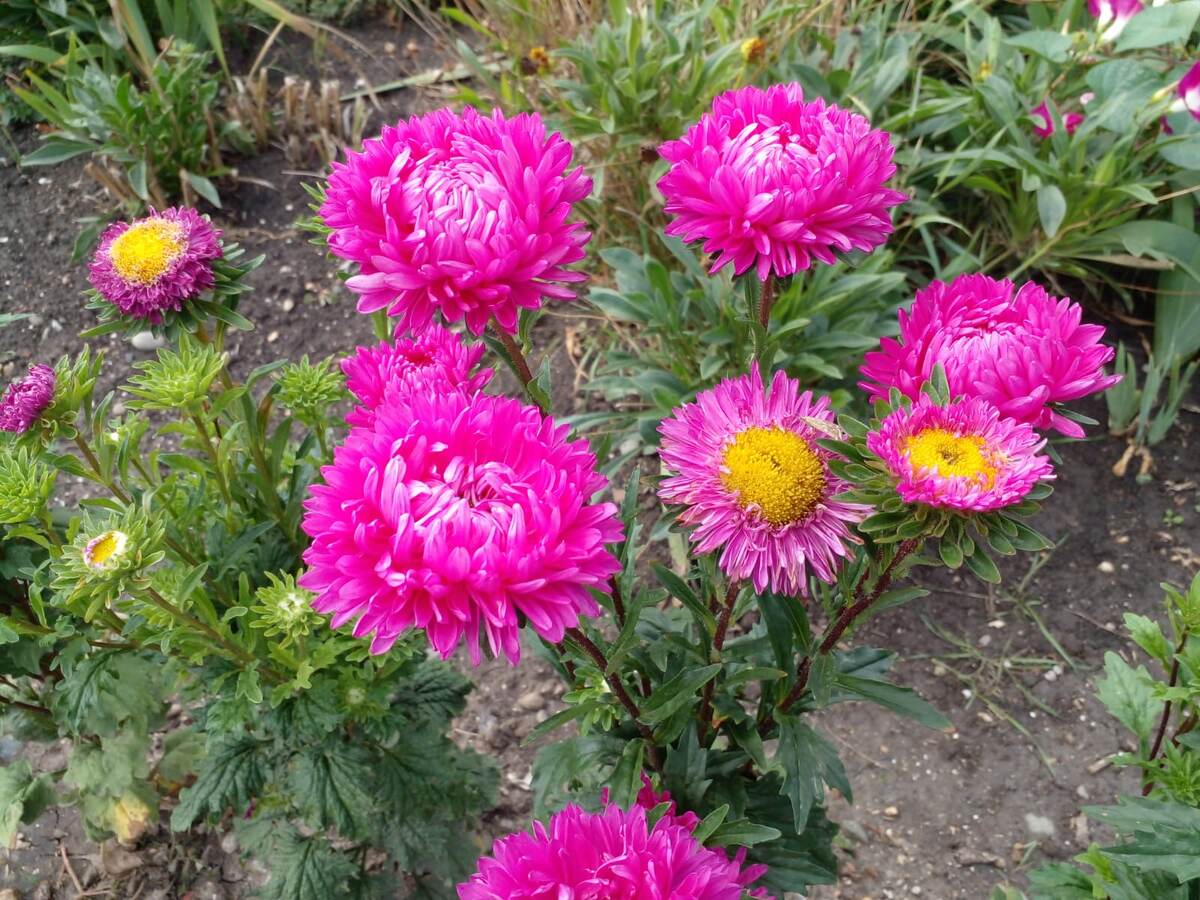 фото автора Любимые астры