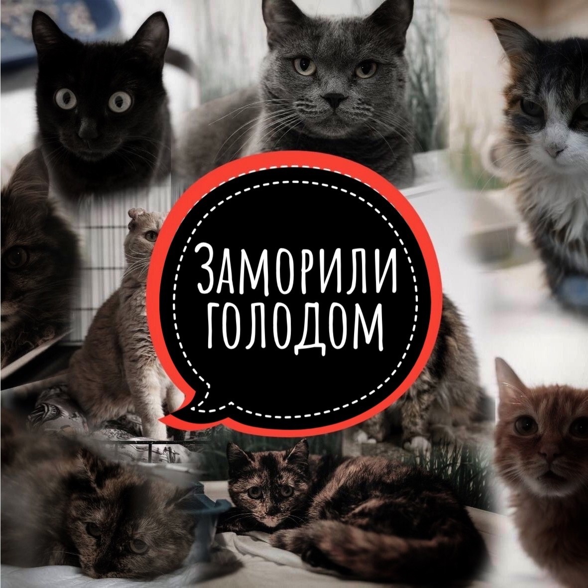 Приют на грани, животные поступать не перестают!