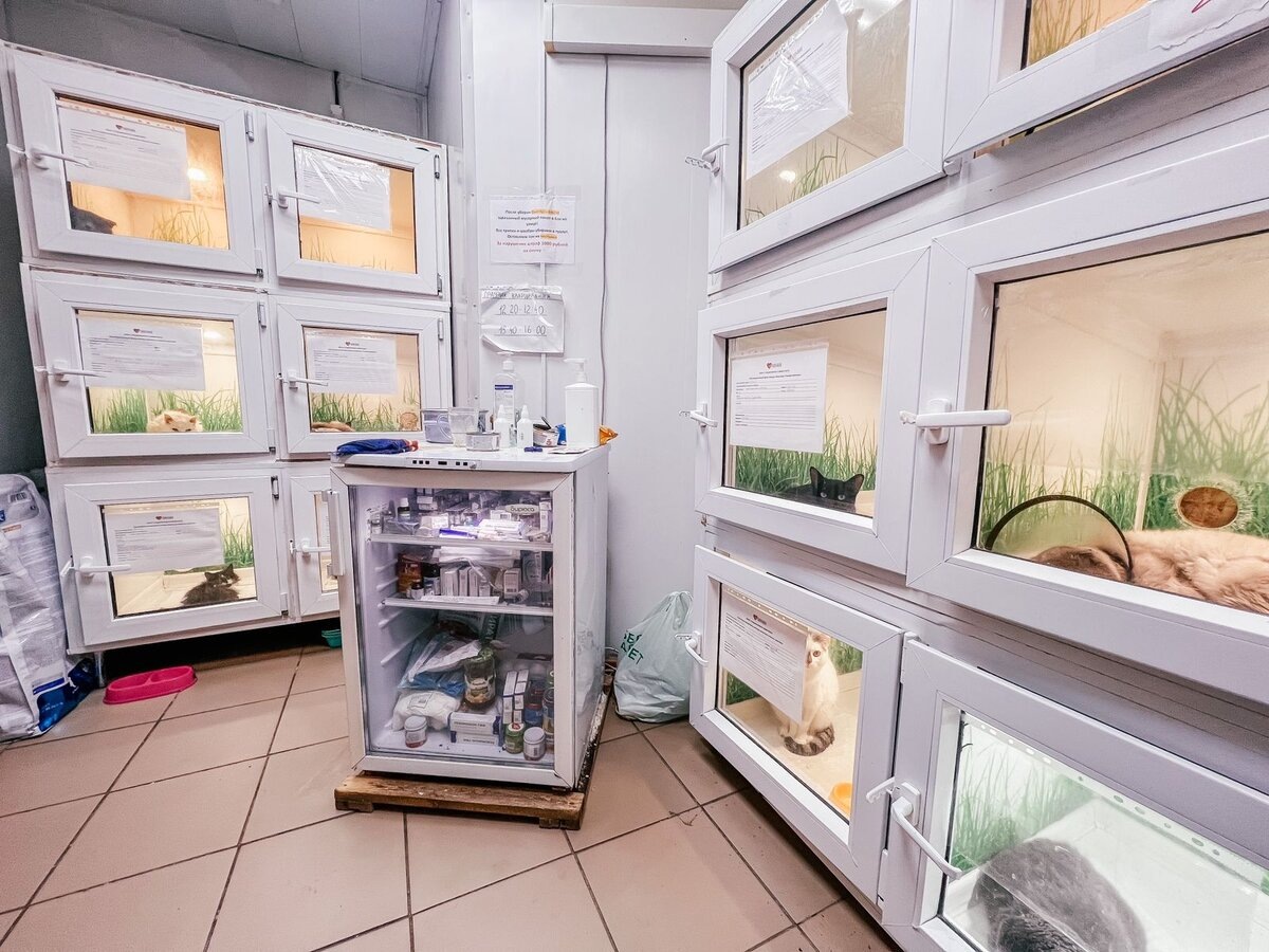 Большая скудность и слабые иммунитеты. НЕТ ЛЕКАРСТВ!