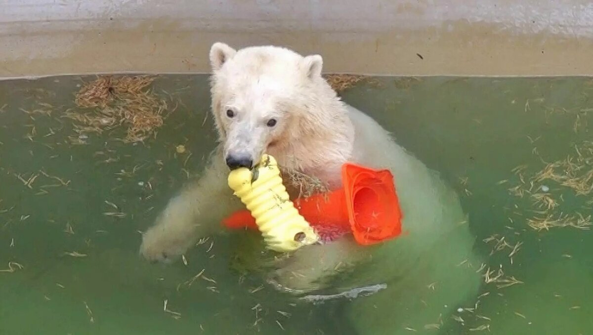     Автор: Сергей Ильтяков