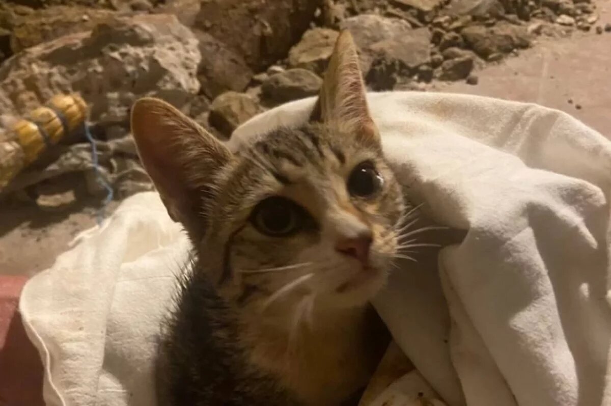    В горах Сочи спасатели вытащили из чугунной трубы котенка