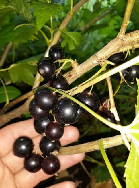 Карельская стелющаяся