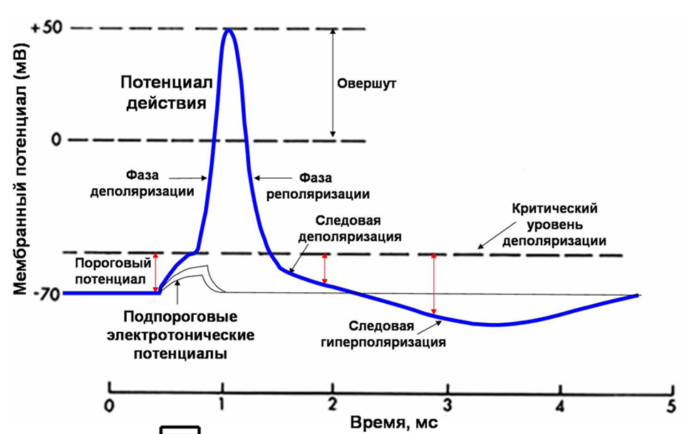 График потенциала действия и его фазы.