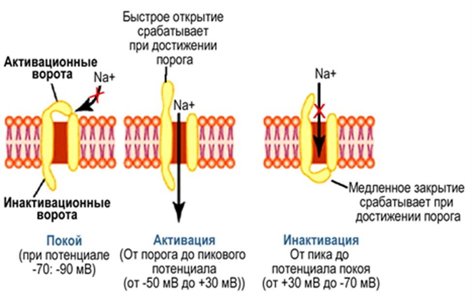 Состояния натриевого канала в процессе возбуждения мембраны возбудимой клетки 
