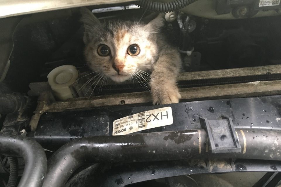 Фото: vk.com/zoozashita_nn