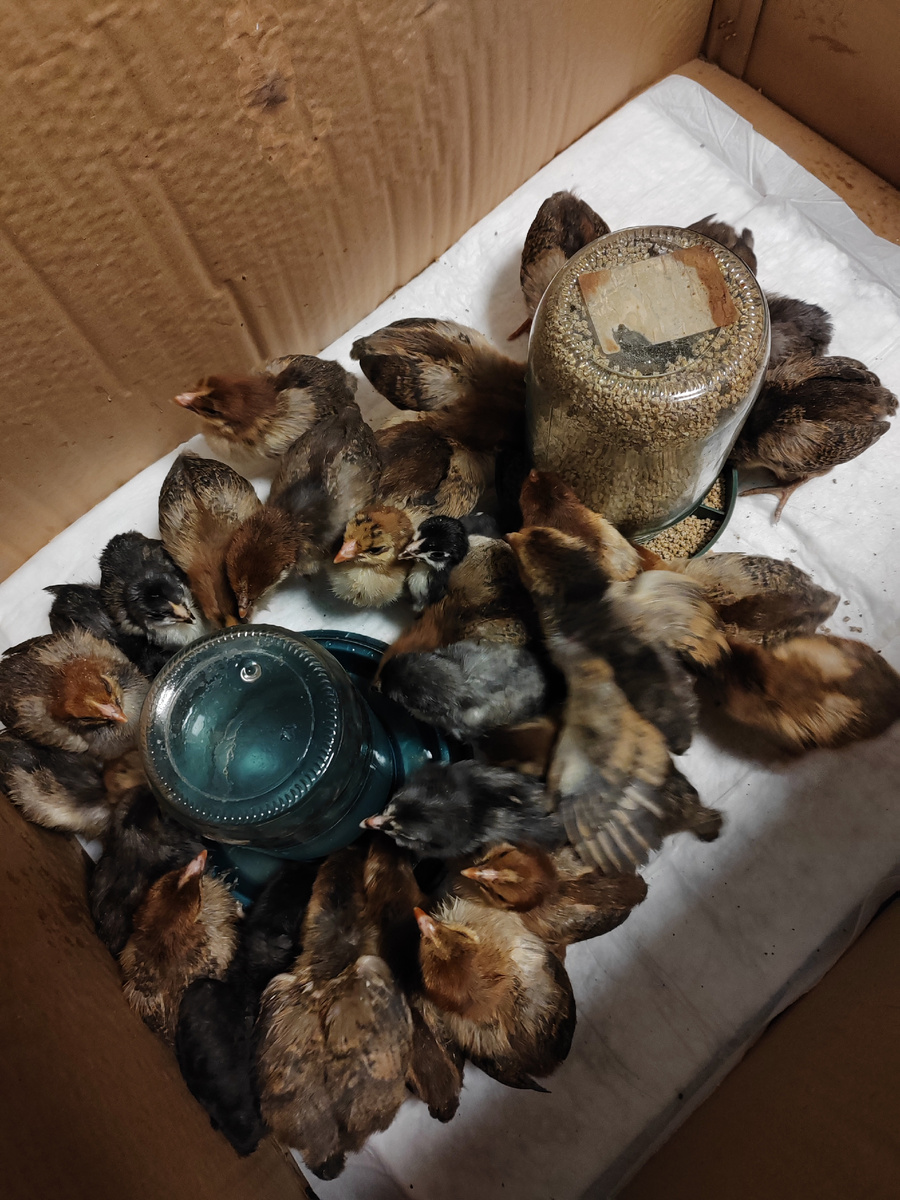 Первый день дома