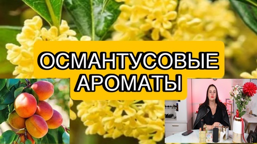 ОСМАНТУСОВЫЕ АРОМАТЫ🍑🌼