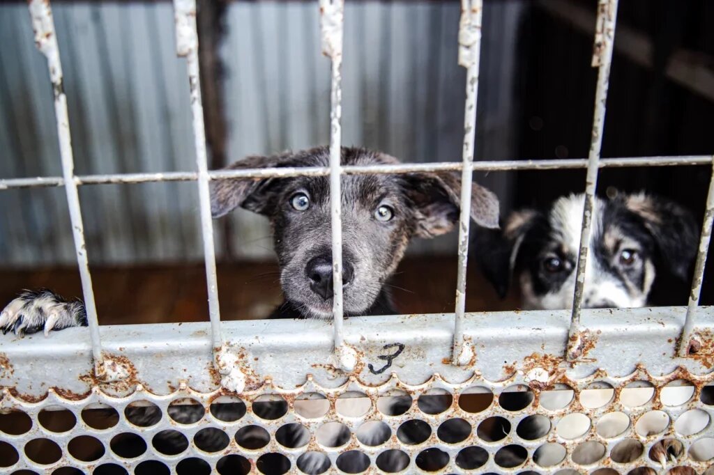    Фото: Варвара Вострокнутова, "Краснодарские известия" Александра Садовникова