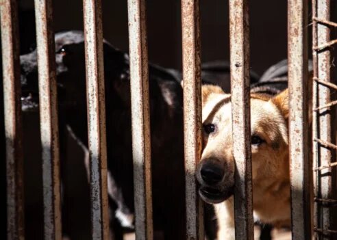 



📷



📷



📷



📷


Важно отметить, что организация не получает государственного финансирования и существует только на пожертвования граждан. Несмотря на постоянные трудности и нехватку средств, они стараются развиваться и не останавливаются на достигнутом.За последний год приют сделал многое: открыл новый блок травматологии для собак, улучшил условия содержания животных, установив освещение, подогрев пола и сливные отверстия. Несколько специалистов прошли курсы повышения квалификации в столице. Также был проведен ремонт инфекционного отделения для кошек и собак. Все это стало возможным благодаря поддержке неравнодушных людей, которые помогают обеспечить четвероногим друзьям наилучшие условия для жизни.
📷



📷



📷



📷


Средств не хватает
Но, к сожалению, материальные проблемы вынуждают приют прекратить работу. Об этом представители организации сообщили в социальных сетях.
Это вынужденная мера, и нам тяжело об этом говорить, но если материальное положение приюта не изменится в лучшую сторону, то мы больше не сможем, а значит, и не будем принимать животных,— говорится в телеграм-канале «Краснодога».Уход за животными — это всегда дорого. Рассчитать расходы на лечение одной собаки трудно, поскольку каждая из них поступает с разными травмами. Например, бывают случаи, когда собак приносят с тремя сломанными лапами, и тогда только на операцию может уйти 80-100 тысяч рублей.
У нас есть кураторство над собаками, но только над теми, кто уже прошел лечение. Минимальные затраты, включая обработку, составляют около 200 тысяч рублей, хотя сейчас эта сумма значительно возросла. Также необходимо учитывать расходы на корм, который обходится примерно в 1700 рублей на одну здоровую собаку в месяц,— рассказала администратор приюта Любовь.
📷



📷



📷



📷


Лечение — это только начало
Самая большая помощь в сложившейся ситуации — это приютить животное.
У нас нет мест, и поэтому любой следующий травмированный котенок может стать последним, кому мы сможем оказать помощь. Мы призываем вас брать животных из приюта в свои семьи, иначе мы вынуждены выпустить большую часть собак на прежнее место обитания,— говорится в соцсетях организации.По словам администратора, для приюта крайне важно, чтобы животных забирали в свои дома. Одно дело просто привести собаку на лечение, и совсем другое — заботиться о ней на протяжении многих лет. Это очень сложно, особенно когда щенок попадает в приют и проводит там 5-6 лет, не имея возможности социализироваться из-за отсутствия регулярных прогулок. Хотя они знакомы с работниками, при появлении новых людей могут замыкаться в себе или скалиться, потому что не знают, что есть и другая жизнь, не только вольер или улица.
📷



📷



📷



📷



📷


Чтобы помогать собачкам, на базе приюта существует волонтерская группа «Айда гулять!», в которую может прийти любой человек после 18 лет и взять на прогулку какого-нибудь питомца.
Иногда сотрудники сами звонят людям и просят о помощи. Есть и те, кто приносит животных только на лечение, а сразу после готовы их забирать. Но таких единицы. Многие считают, что если они привели собаку, то уже сделали много. Это, конечно, лучше, чем ничего, но лечение — это только начало.Собакам нужна семья, которая будет о них заботиться. Ведь они социальные существа, требуют внимания и хотят играть. Главная проблема в том, что собак просто не забирают.
Все умиляются, когда видят у нас породистых собак, но вот наша хаски, несмотря на хороший характер, уже третий год в приюте,— подчеркивает Любовь.Именно поэтому образовалась острая нехватка мест. К сожалению, после лечения собаки так и остаются в приюте на много лет. Надежда, что кто-то заберет взрослую дворовую собачку, с каждым днем тает.
Мы постоянно расширяемся. Все время кажется, что сейчас обязательно еще немножечко достроим, и нам хватит места для всех, но это иллюзия. Все равно с каждым днем животных приносят только больше, а забирать некому.
📷



📷



📷



📷



📷


И все равно спасают
Несмотря на то что во всех объявлениях указано, что прием животных закрыт, приют не может оставаться в стороне.
Сегодня к нам уже поступило трое животных, а время еще только 12.00. Одна из них — собачка с большой раной на спине. Восстановление займет около полугода, и в течение этого времени потребуется ежедневная обработка и кормление. Также необходимо провести обработку от блох и глистов, а вакцинация для каждого животного обойдется примерно в 1500 рублей. Мы вакцинируем всех без исключения,— поделилась Любовь.Любая сумма, даже самая маленькая, сможет изменить положение. Жизнь 500 животных только в наших руках. Пожертвовать сумму можно на официальном сайте организации «Краснодог».Кстати, это уже не первый крик о помощи организации. В прошлом они уже предупреждали о закрытии, но благодаря тому, что о проблеме говорили журналисты, находились возможности продлить работу приюта. Уже скоро в пос. Березовом построят муниципальный приют, но его мощностей не хватит, чтобы оказать помощь всем бездомным животным.