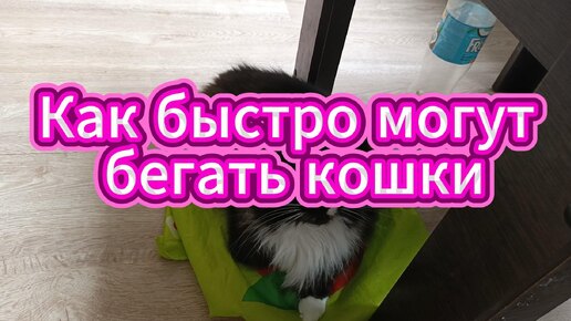 Download Video: Кошки могут бегать быстро