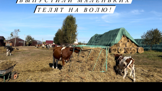 Скачать видео: Готовимся к первой поставке в Москву! Самостоятельно обезрожили козочек! Наша деревенская жизнь!