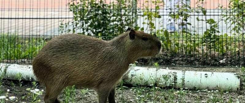    Фото: Белгородский зоопарк