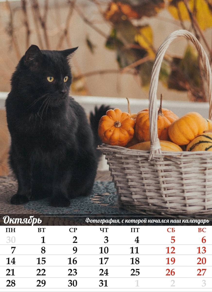 Котик Пирожок