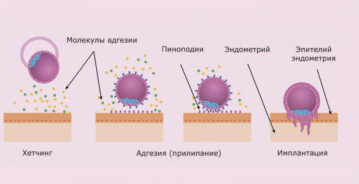 Имплантация эмбриона