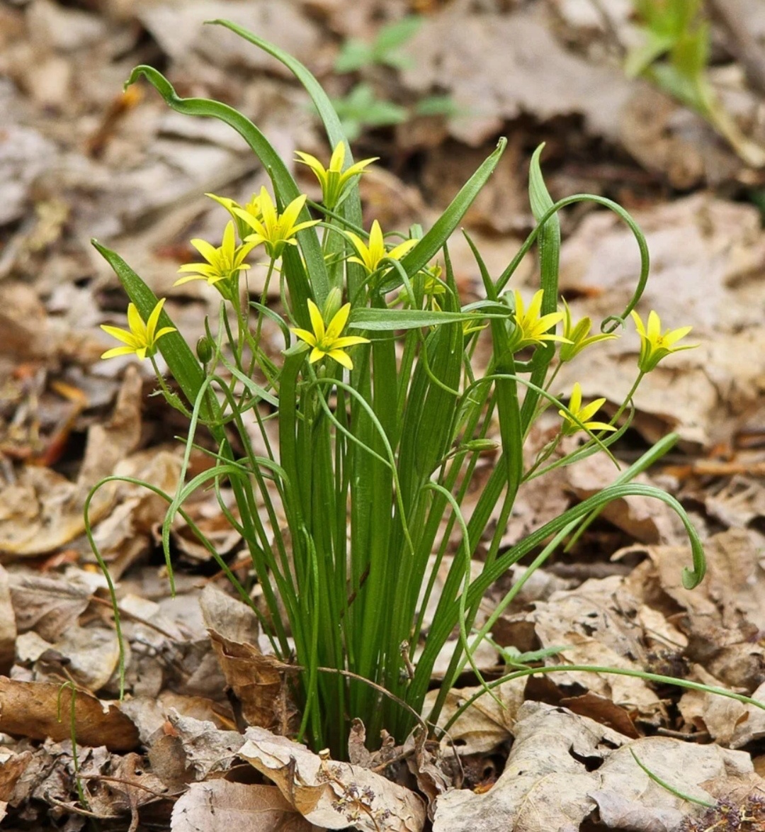 Никаких пышных тюльпанов не надо, когда смотришь на эти нежные цветочки. 
