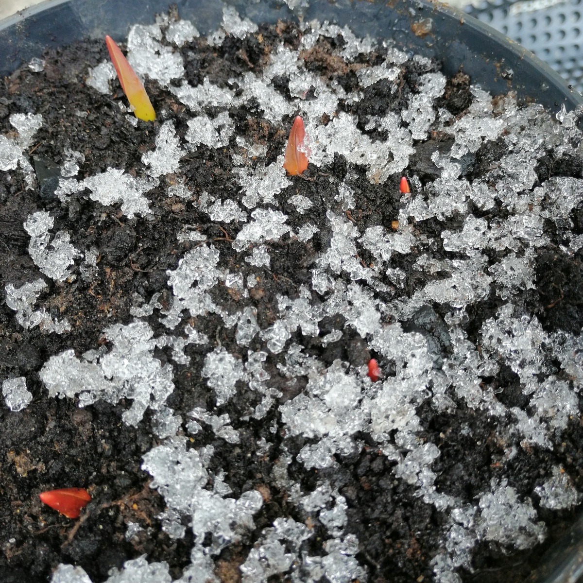 Снег только стаял, а тюльпаны уже пробиваются навстречу весне. 