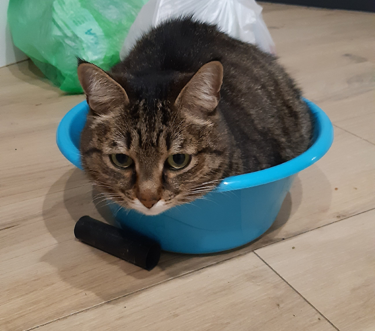 Полосатик в моём тазике.