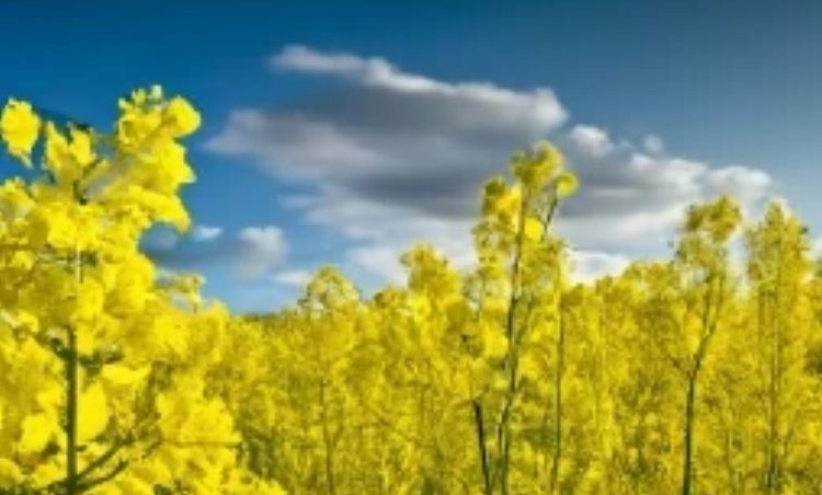    509 из 900 мировых проектов по селекции культур с отредактированным геномом реализуются в Китае