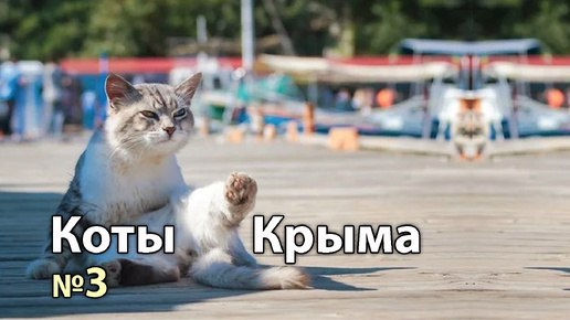 КОТЫ КРЫМА № 3