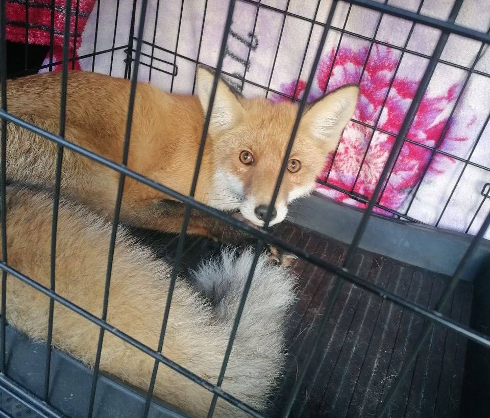    Раненная лиса ползком добралась до кустов, откуда ее вызволили волонтеры