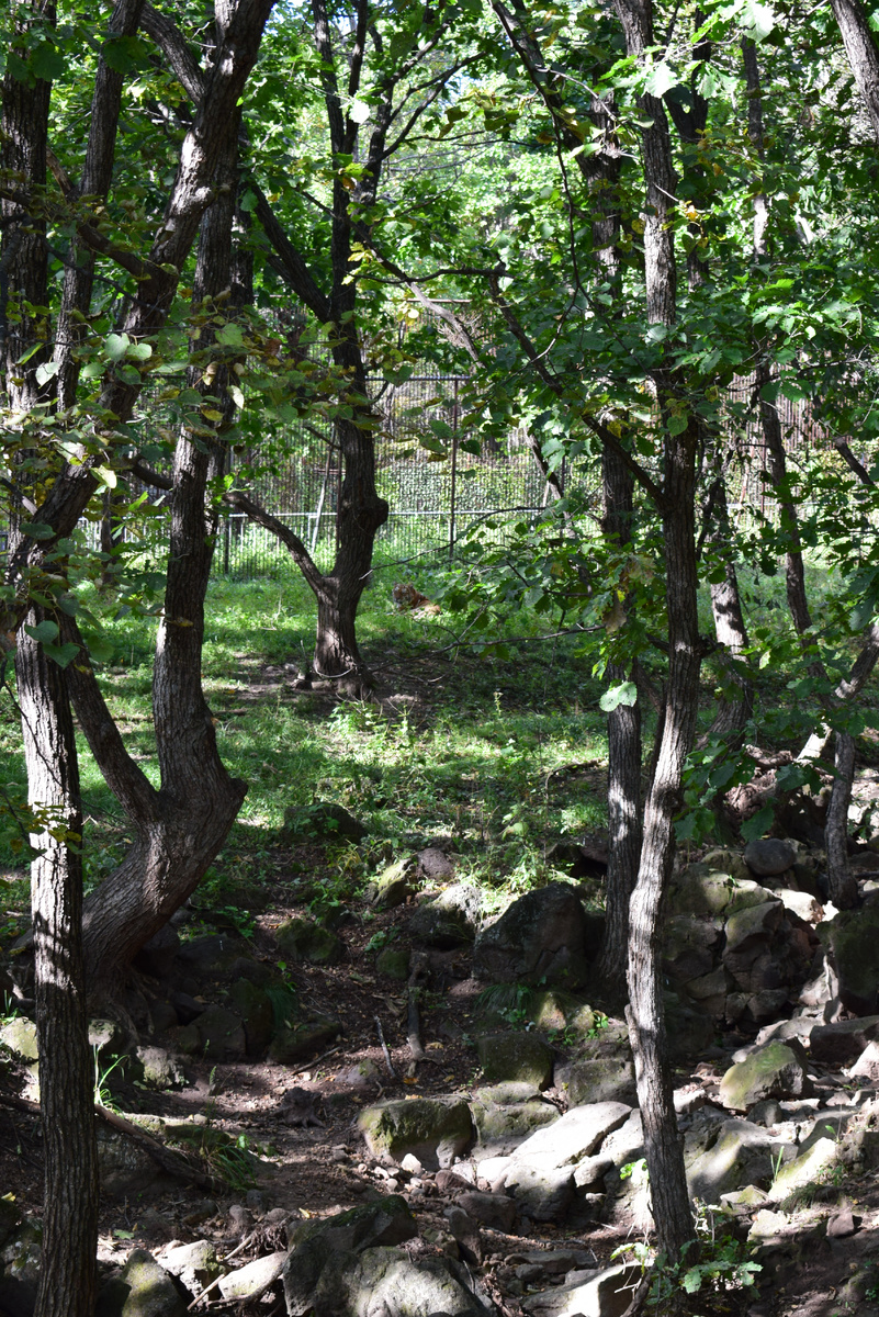 Найти тигра)