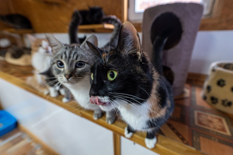    Всю собранную помощь передадут приюту для кошек и собак. Михаил ФРОЛОВ