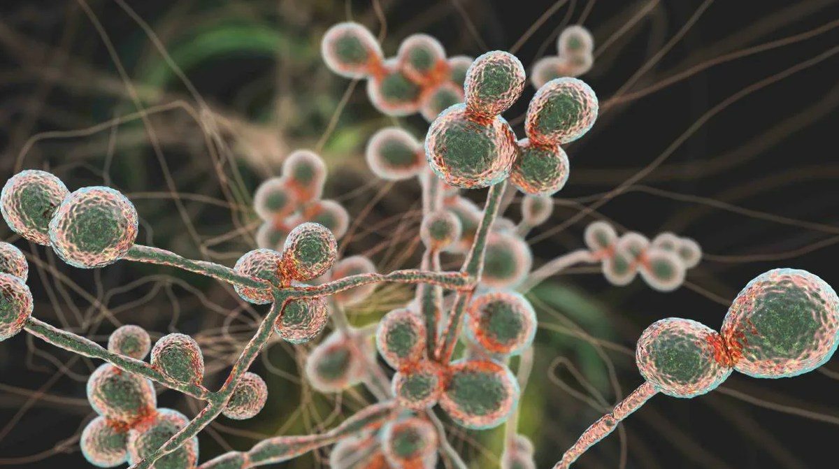 Candida auris. Источник: Яндекс фотобанк