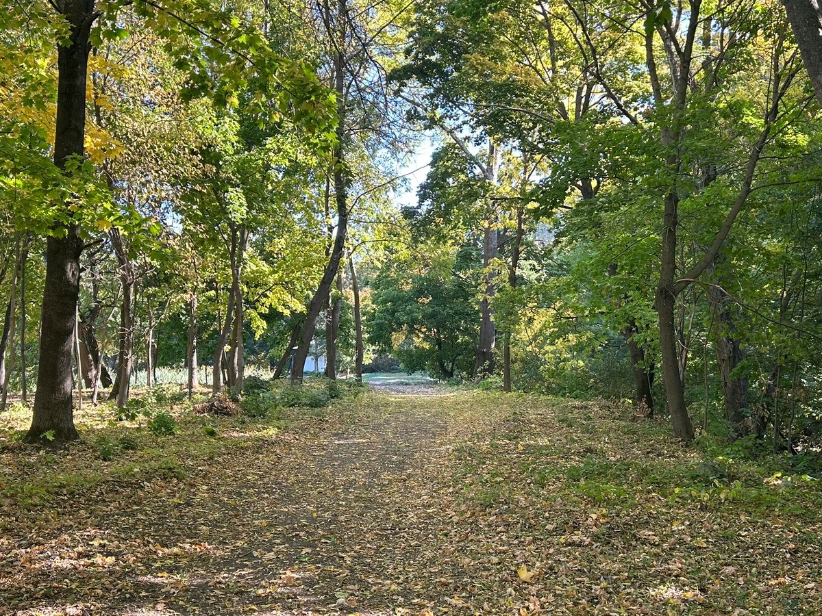 Это парк в Старой Ольшанке
