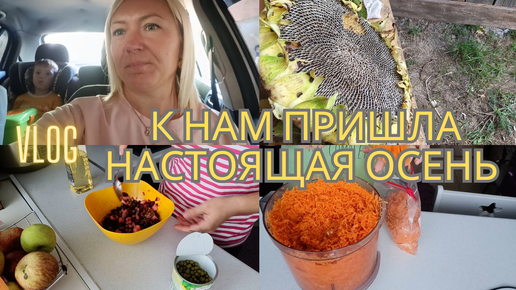 НА ЭТОТ РАЗ ПОДСТРИГЛИ💇‍♂️| ПОДСОЛНУХ🌻| МОРКОВЬ НА ЗИМУ🥕| ГОТОВЛЮ СЕБЕ ВИНЕГРЕТ🥗| В САДУ БУДЕТ ЛОГОПЕД✅