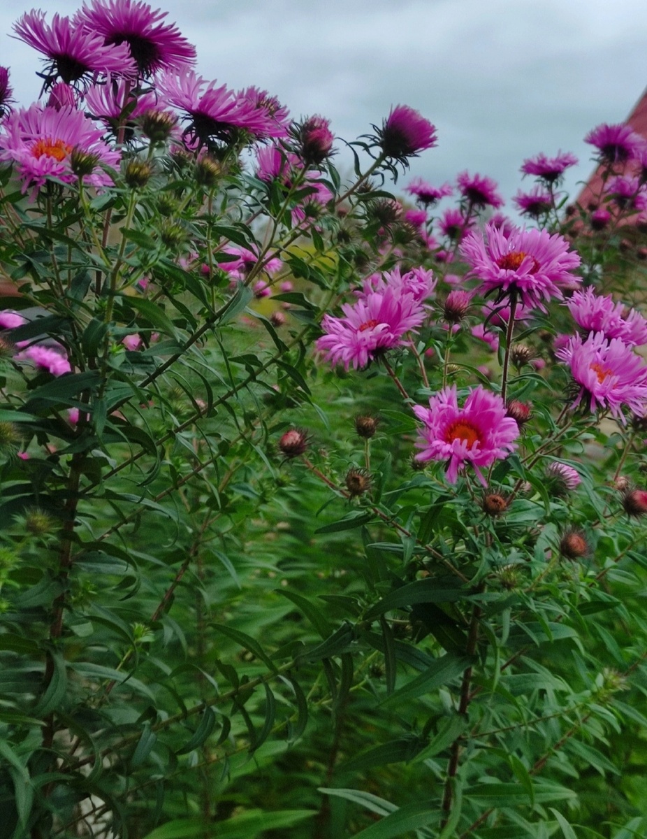 Яркие осколки осени...