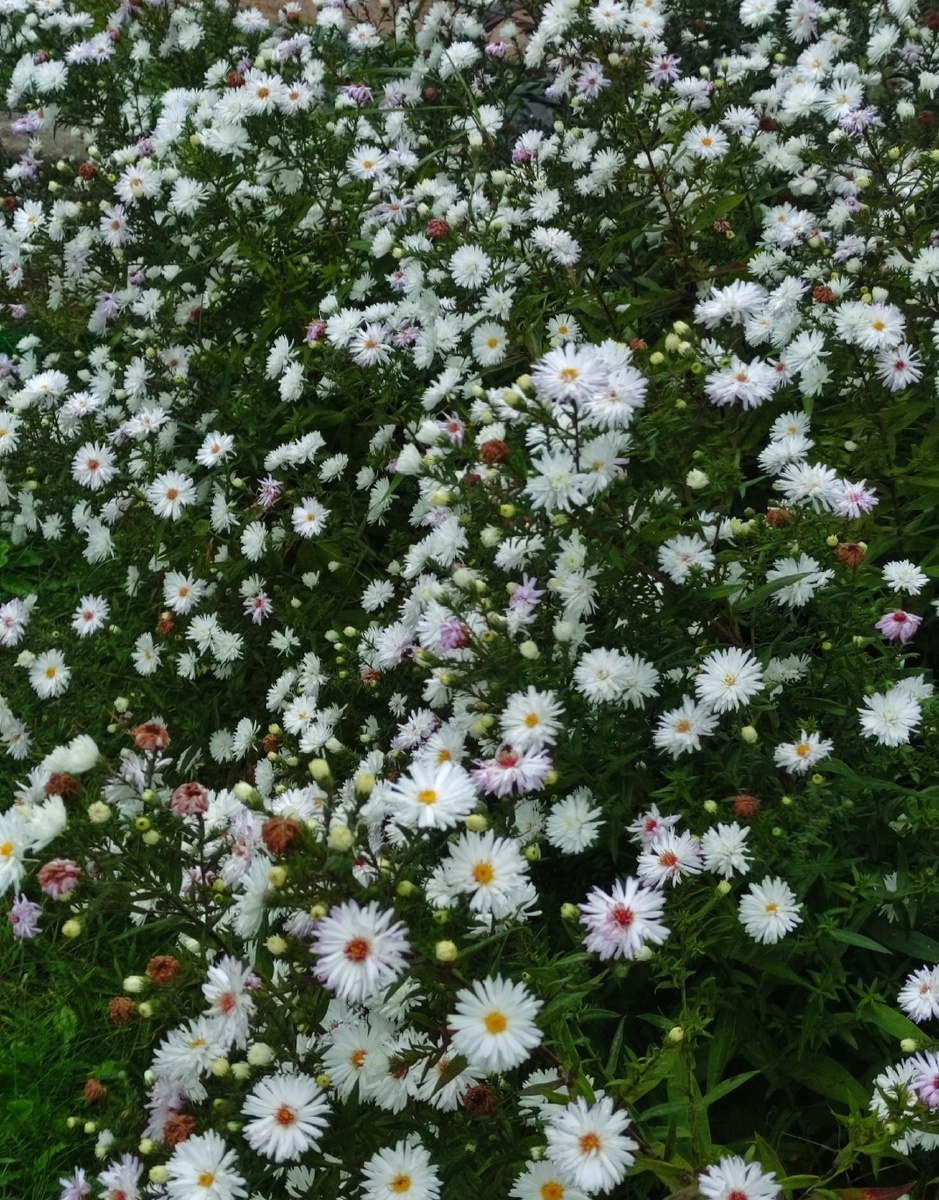 Белое облако 