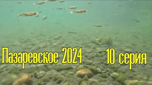 Лазаревское 2024/10 серия