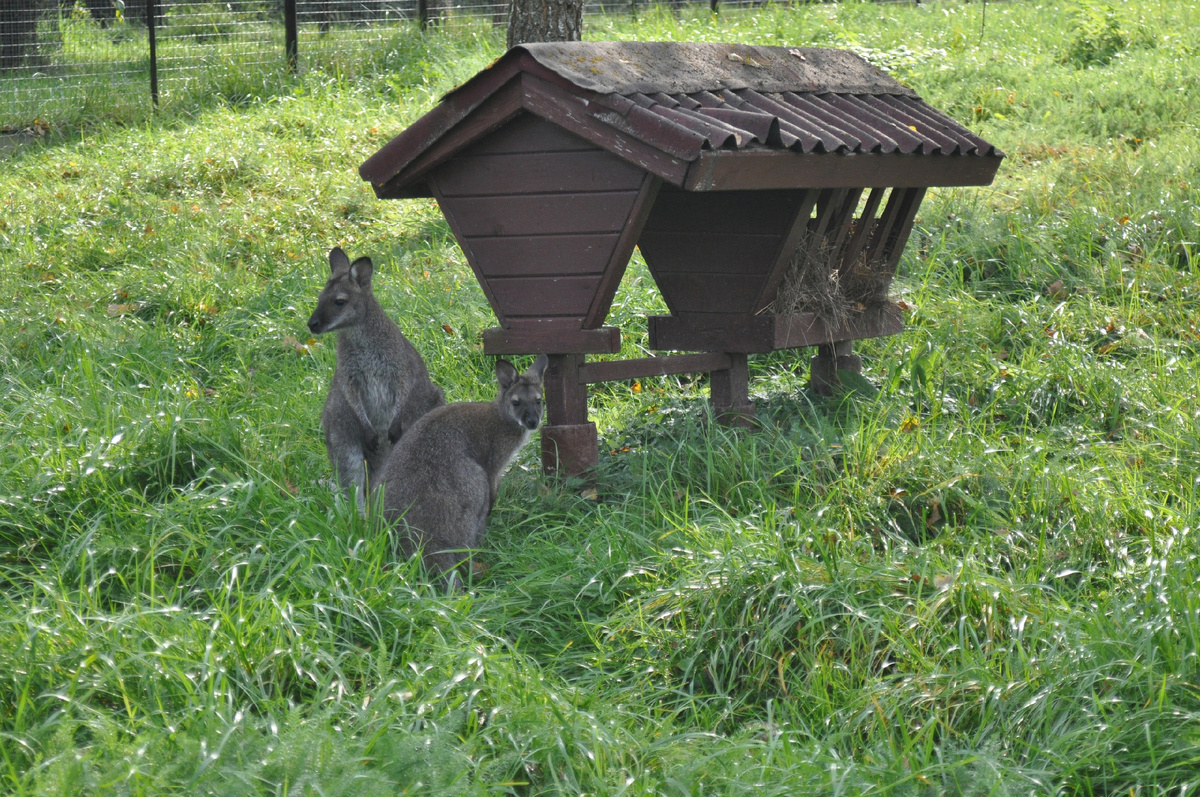Фото: Парк птиц «Воробьи» / https://vk.com/birdsparkru?z=photo-40909280_457241304%2Fwall-40909280_5132