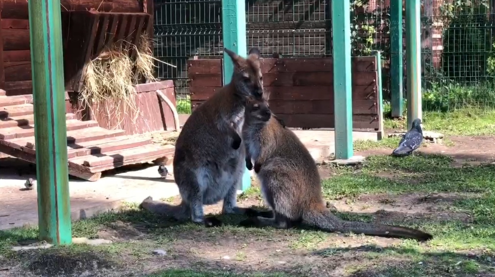 Фото: Крош с мамой / https://t.me/yaroslavlzoo/1178