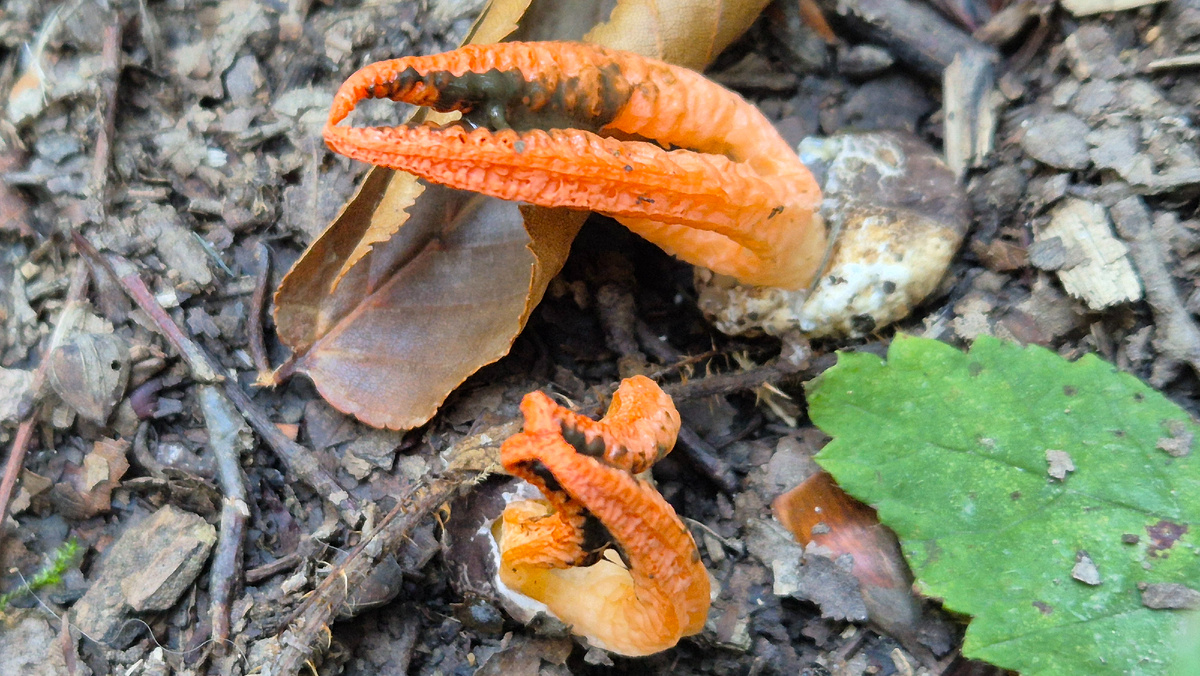 Об этом грибе чуть дальше расскажу.