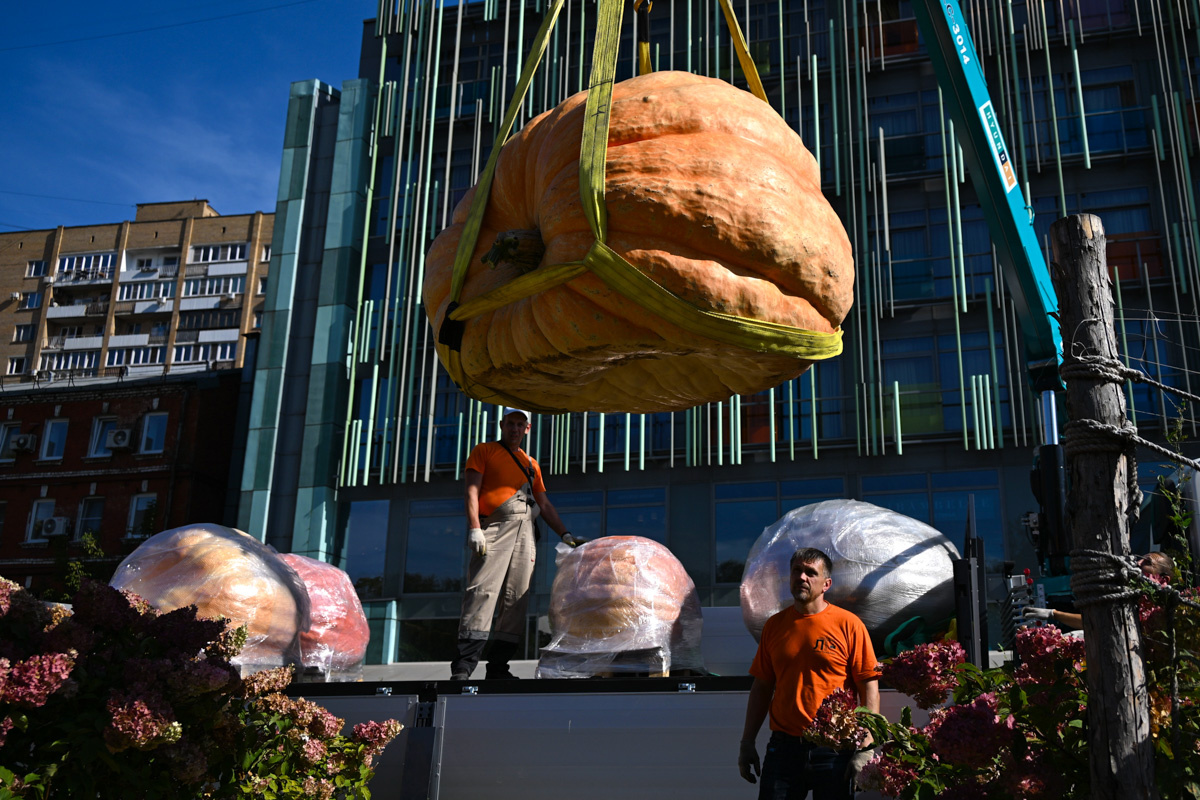 Тыквы-гиганты перед торжественным взвешивании в «Аптекарском огороде» / Антон Великжанин / M24