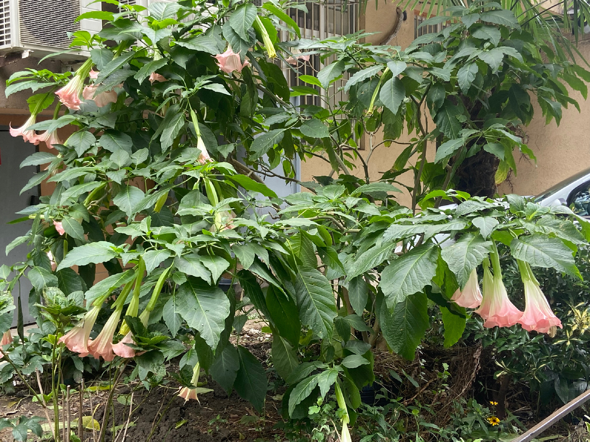 Это дурман, такой большой куст с цветами