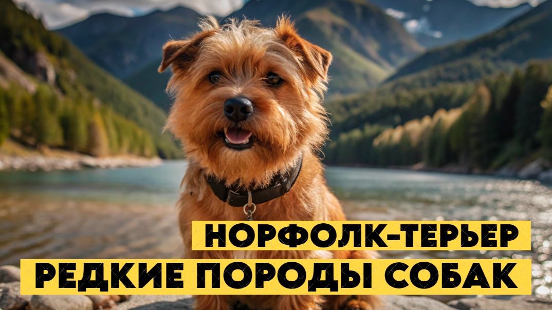 Норфолк-терьер - сорвиголова на коротких лапках!