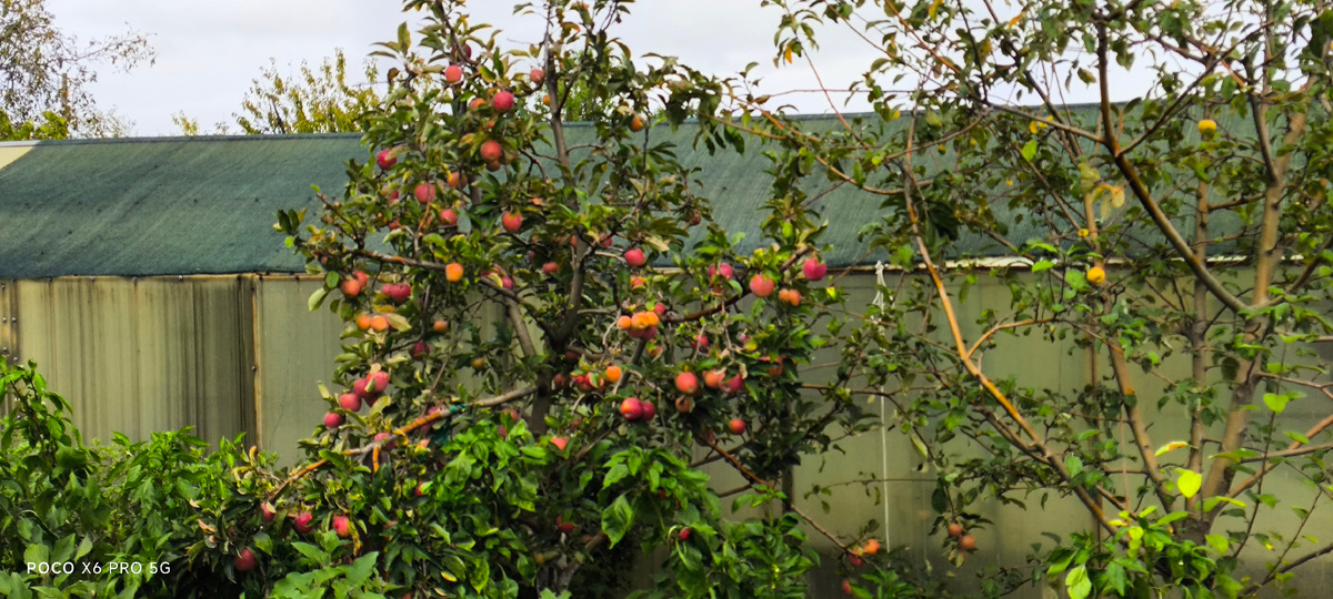 Тифлокомментарий. На фоне теплицы наша поздняя яблонька усыпана красными яблоками